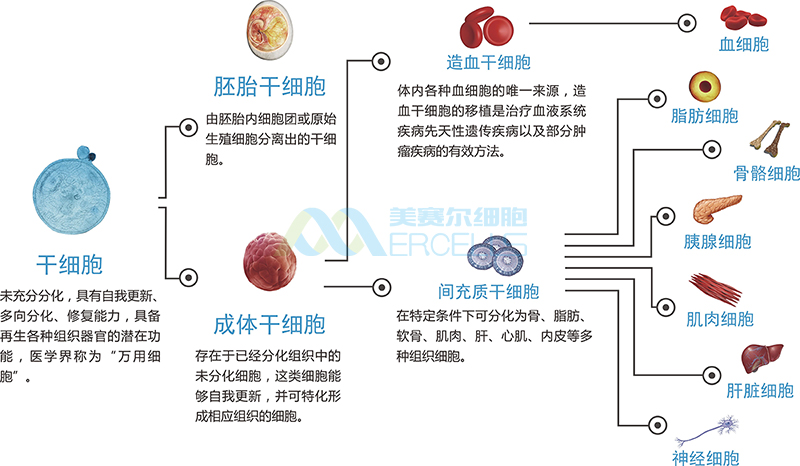 干細(xì)胞分化.jpg